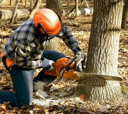 Tree Removal in Jewett City, CT